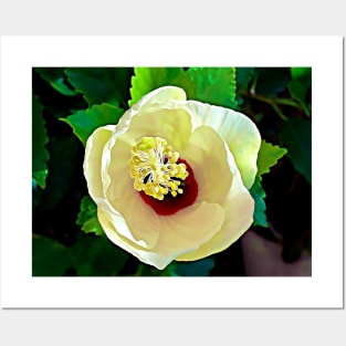 Hibiscus White Plant Posters and Art